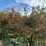 Il Giardino Di Piero - Lt-0029 Nyaraló